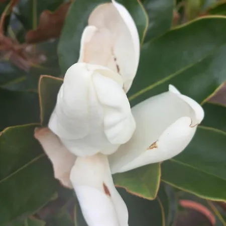 شقة La Magnolia A 500mt Dal Mare *