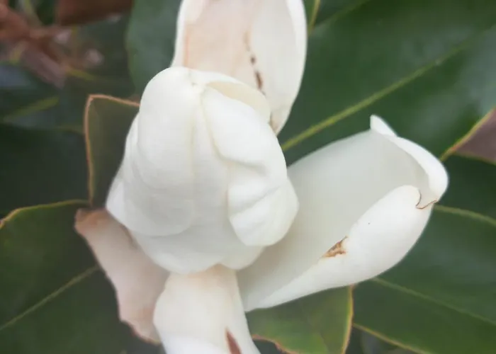 Daire La Magnolia A 500mt Dal Mare *